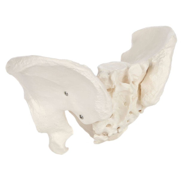 Axis Scientific Life-Size Male Pelvis Skeleton Anatomy Model Back Right View
