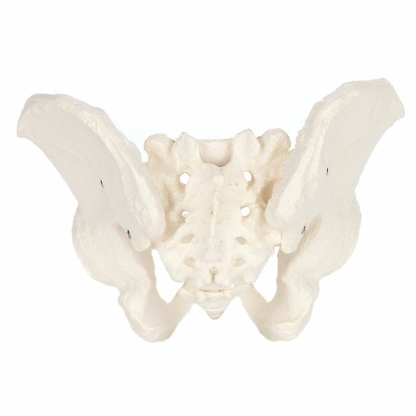 Axis Scientific Life-Size Male Pelvis Skeleton Anatomy Model Back View