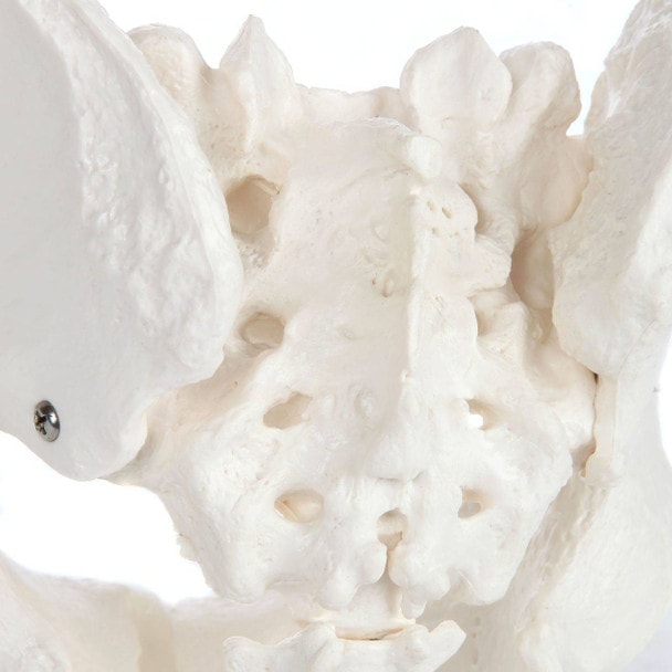 Axis Scientific Life-Size Male Pelvis Skeleton Anatomy Model Close Up of Sacrum
