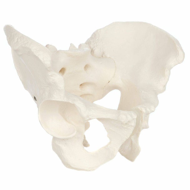 Axis Scientific Life-Size Male Pelvis Skeleton Anatomy Model Right View