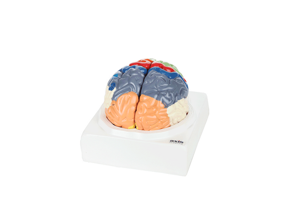 Axis Scientific Life-Size Regional 2-Part Human Brain