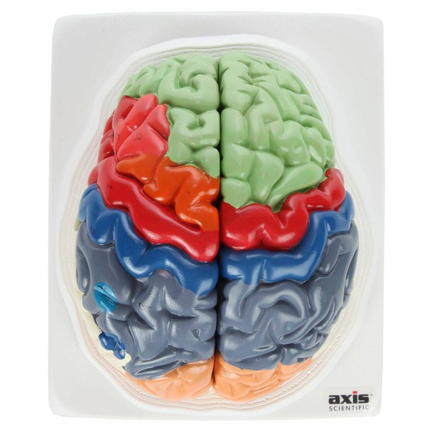 Axis Scientific Life-Size Regional 2-Part Human Brain