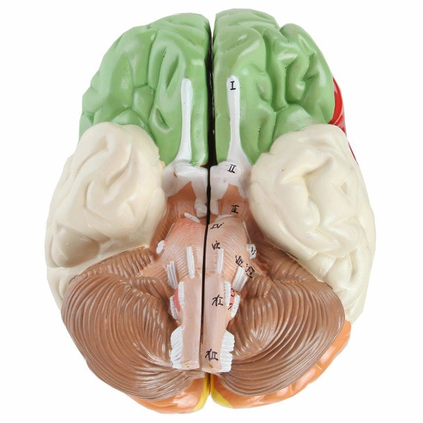 Axis Scientific Life-Size Regional 2-Part Human Brain