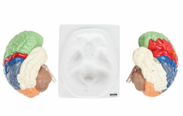 Axis Scientific Life-Size Regional 2-Part Human Brain