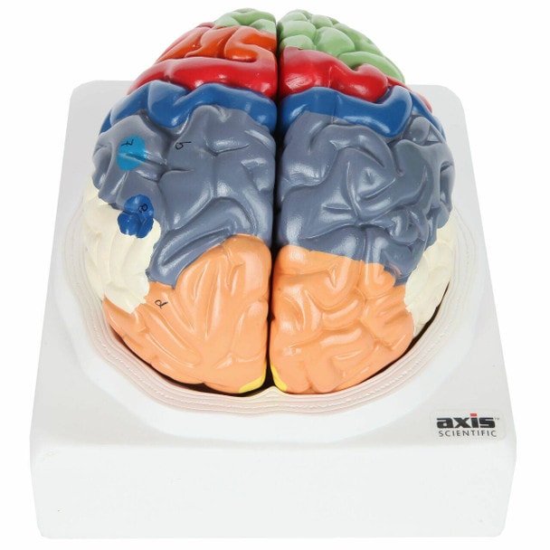 Axis Scientific Life-Size Regional 2-Part Human Brain