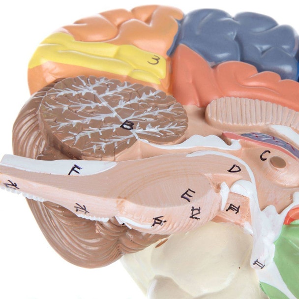 Axis Scientific Life-Size Regional 2-Part Human Brain