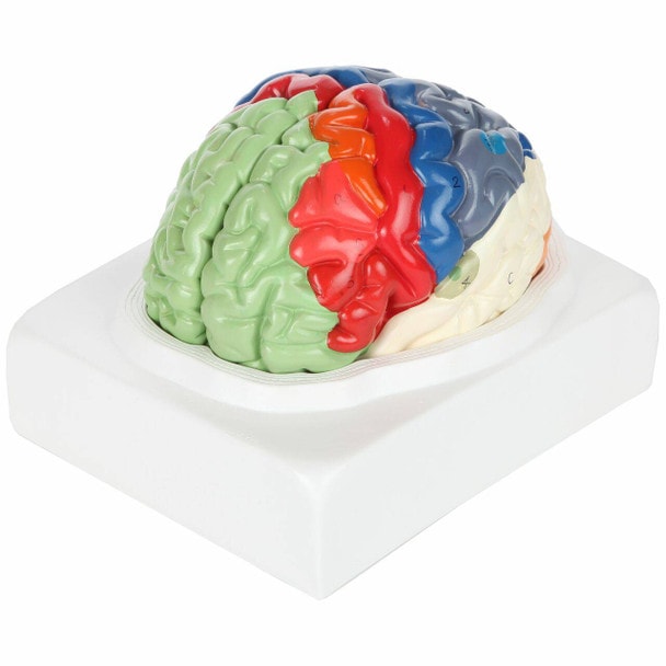 Axis Scientific Life-Size Regional 2-Part Human Brain