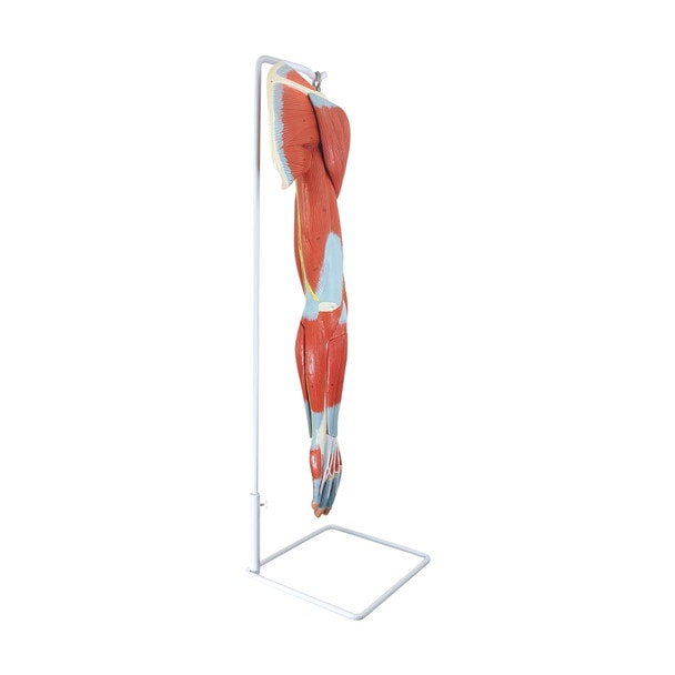 Axis Scientific Life-Size 7-Part Human Muscular Arm with Detachable Muscles Anatomy Model