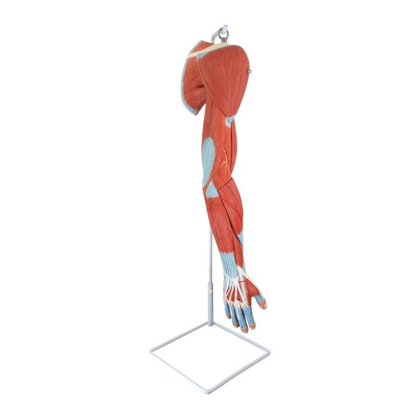 Axis Scientific Life-Size 7-Part Human Muscular Arm with Detachable Muscles Anatomy Model