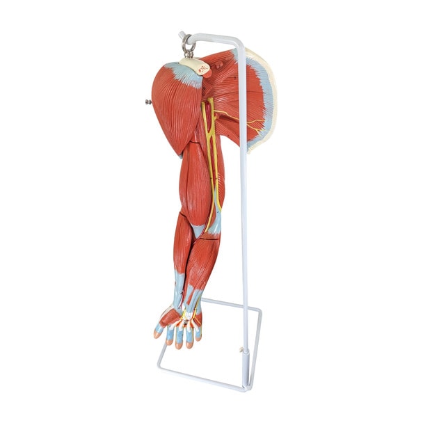 Axis Scientific Life-Size 7-Part Human Muscular Arm with Detachable Muscles Anatomy Model