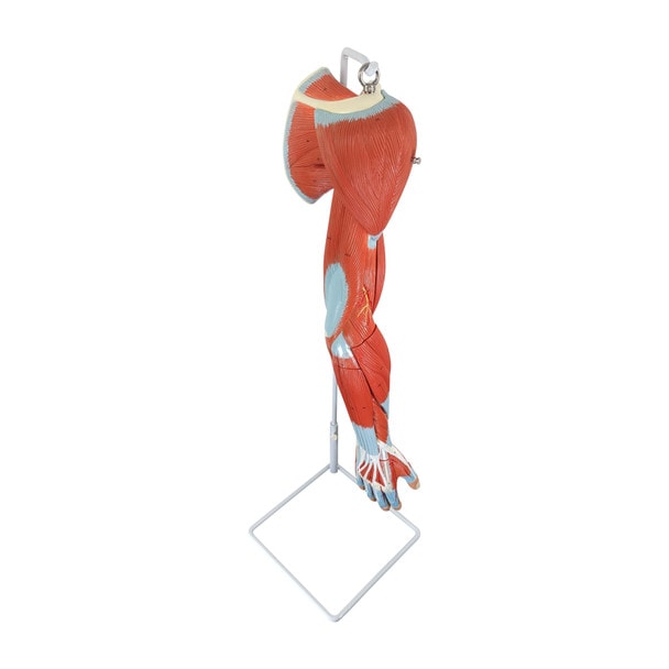 Axis Scientific Life-Size 7-Part Human Muscular Arm with Detachable Muscles Anatomy Model
