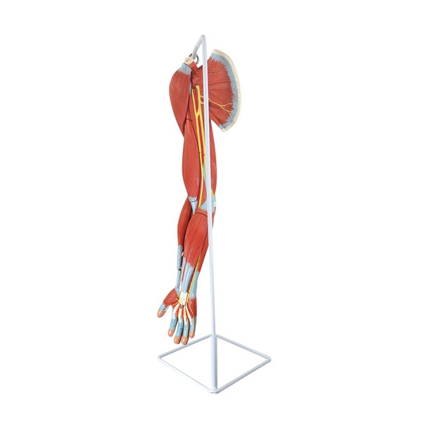 Axis Scientific Life-Size 7-Part Human Muscular Arm with Detachable Muscles Anatomy Model