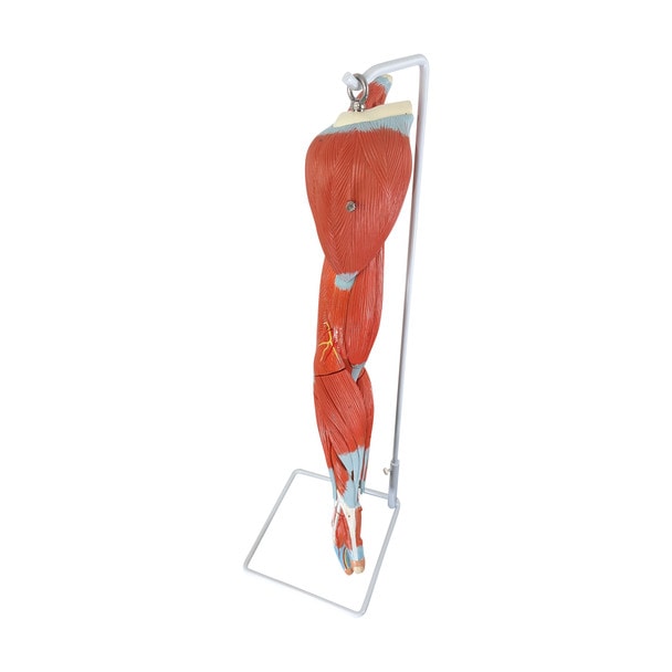 Axis Scientific Life-Size 7-Part Human Muscular Arm with Detachable Muscles Anatomy Model