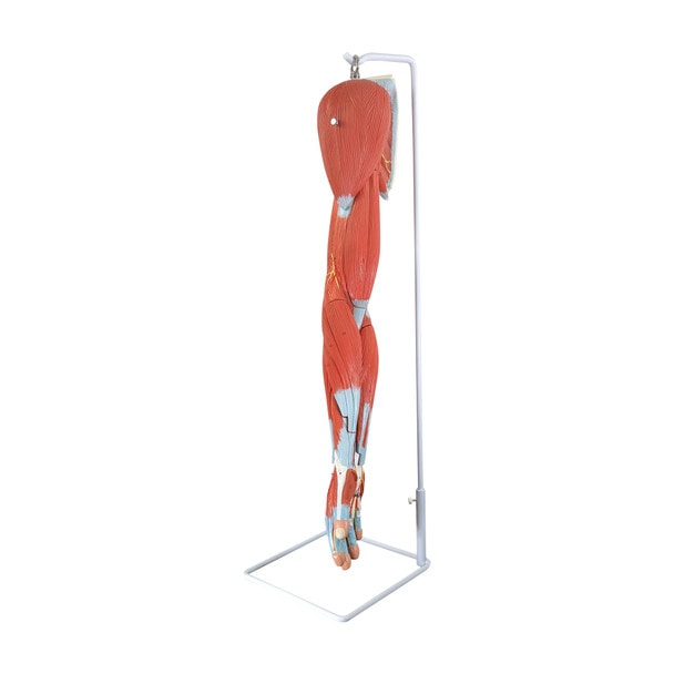 Axis Scientific Life-Size 7-Part Human Muscular Arm with Detachable Muscles Anatomy Model