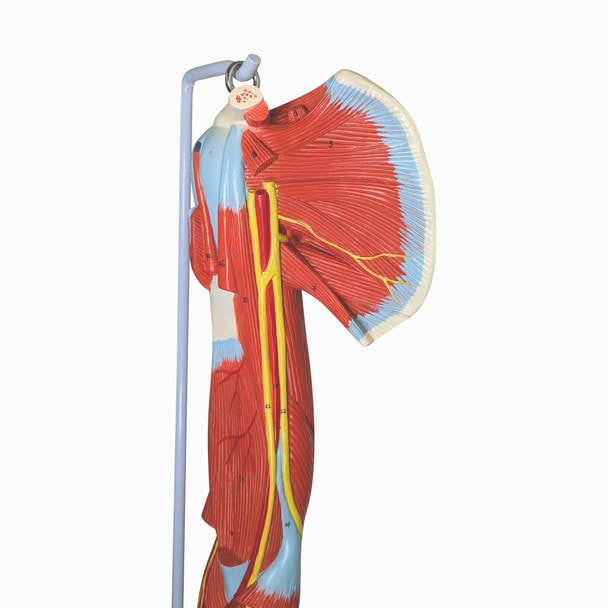 Axis Scientific Life-Size 7-Part Human Muscular Arm with Detachable Muscles Anatomy Model