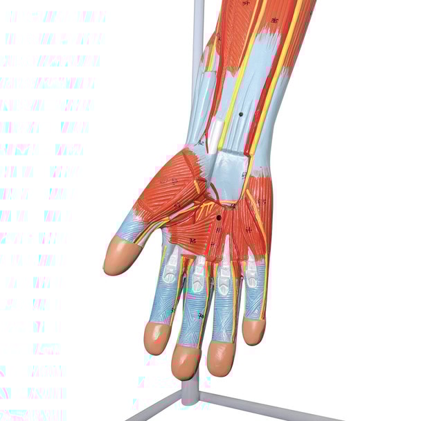 Axis Scientific Life-Size 7-Part Human Muscular Arm with Detachable Muscles Anatomy Model