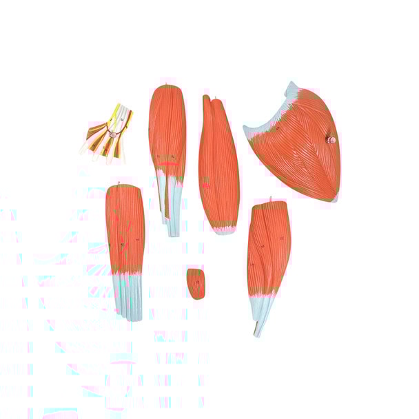 Axis Scientific Life-Size 7-Part Human Muscular Arm with Detachable Muscles Anatomy Model