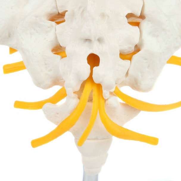 Axis Scientific Lumbar Vertebral Column with Sacrum and Spinal Nerves Anatomy Model Sacrum