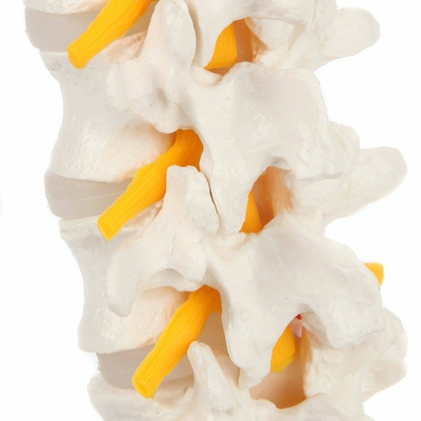 Axis Scientific Lumbar Vertebral Column with Sacrum and Spinal Nerves Anatomy Model Spinal Nerves