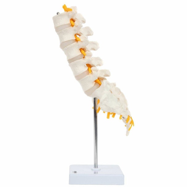 Axis Scientific Lumbar Vertebral Column with Sacrum and Spinal Nerves Anatomy Model Left View