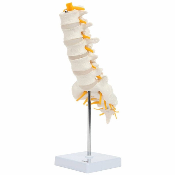 Axis Scientific Lumbar Vertebral Column with Sacrum and Spinal Nerves Anatomy Model Front Left View