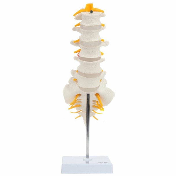 Axis Scientific Lumbar Vertebral Column with Sacrum and Spinal Nerves Anatomy Model Front View