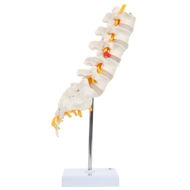 Axis Scientific Lumbar Vertebral Column with Sacrum and Spinal Nerves Anatomy Model Right View