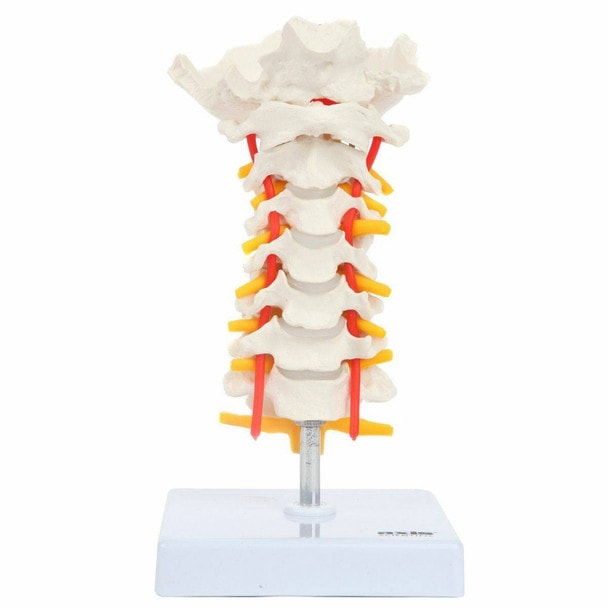 Axis Scientific Cervical Vertebral Column with Spinal Nerves and Arteries fully assembled