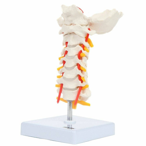 Axis Scientific Cervical Vertebral Column with Spinal Nerves and Arteries side-view