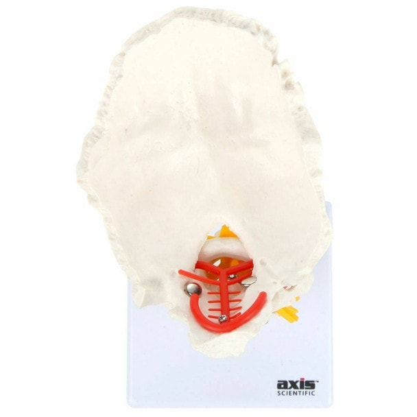 Axis Scientific Cervical Vertebral Column with Spinal Nerves and Arteries with the complete vertebrae