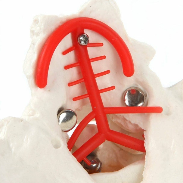 Axis Scientific Cervical Vertebral Column highlighting the circle of Willis