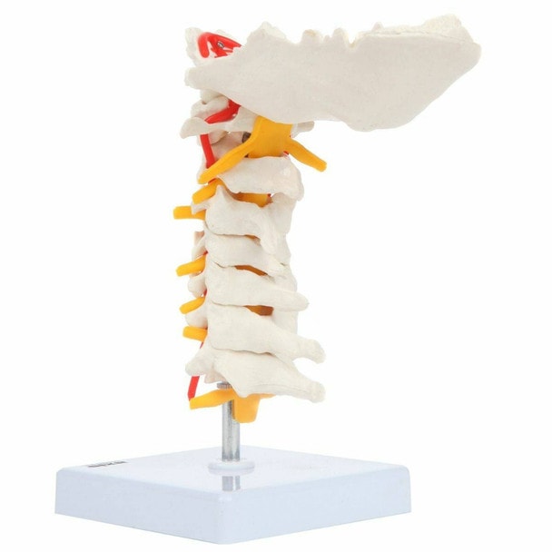 Axis Scientific Cervical Vertebral Column with Spinal Nerves and Arteries with occipital bone detailed
