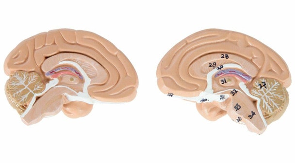 Axis Scientific Half Life-Size 27-Part Human Muscular Figure with Organs Anatomy Model Close Up View of the Removable Brain in two pieces.