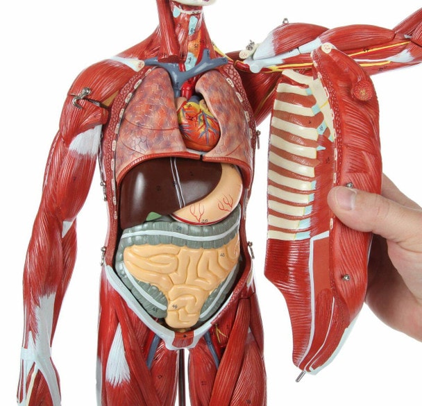 Axis Scientific Half Life-Size 27-Part Human Muscular Figure with Organs Anatomy Model and a person's hand interacting with the removable rib cage.