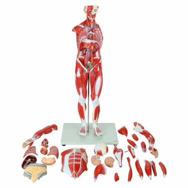 Axis Scientific Half Life-Size 27-Part Human Muscular Figure with Organs Anatomy Model Overview of Every Removable Part Displayed