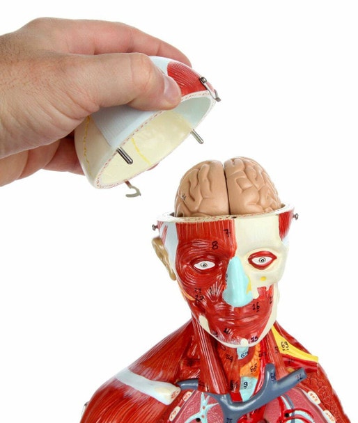 Axis Scientific Half Life-Size 27-Part Human Muscular Figure with Organs Anatomy Model and a person's hand removing the skull cap, revealing the brain.