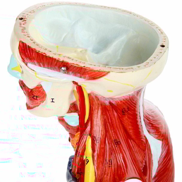 Axis Scientific Half Life-Size 27-Part Human Muscular Figure with Organs Anatomy Model Close Up of the Empty Skull without the Brain or Skull Cap.