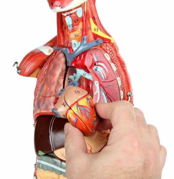 Axis Scientific Half Life-Size 27-Part Human Muscular Figure with Organs Anatomy Model and a person's hand with the removable 2-part heart.