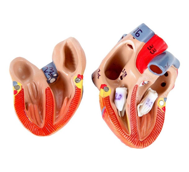 Axis Scientific Half Life-Size 27-Part Human Muscular Figure with Organs Anatomy Model Close Up of the Removable Heart in two pieces.