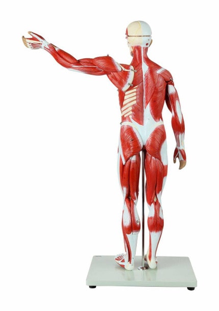 Axis Scientific Half Life-Size 27-Part Human Muscular Figure with Organs Anatomy Model Back Side View