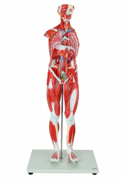 Axis Scientific Half Life-Size 27-Part Human Muscular Figure with Organs Anatomy Model Front View of the Muscled Human Figure
