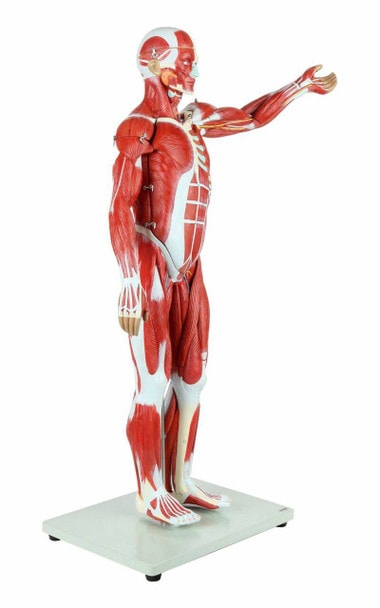 Axis Scientific Half Life-Size 27-Part Human Muscular Figure with Organs Anatomy Model Front Right Side View