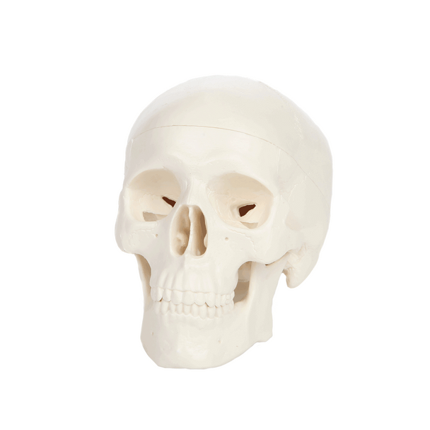 Axis Scientific 3-Part Miniature Human Skull Anatomy Model Animated GIF of 360 degree rotation