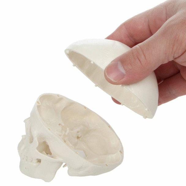 Axis Scientific 3-Part Miniature Human Skull Anatomy Model Close Up of a person's hand interacting with the model by removing the Skull Cap