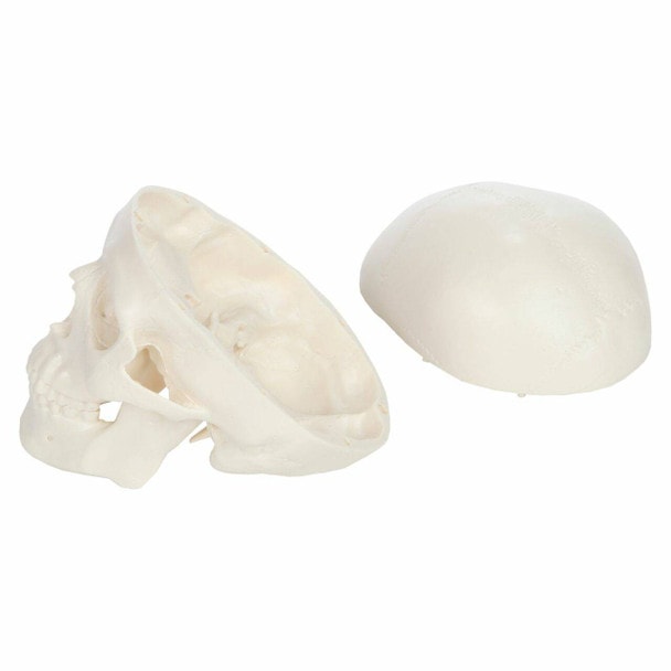 Axis Scientific 3-Part Miniature Human Skull Anatomy Model Skull Cap removed from the model