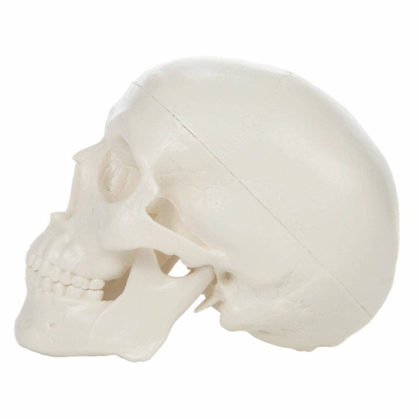 Axis Scientific 3-Part Miniature Human Skull Anatomy Model Left View