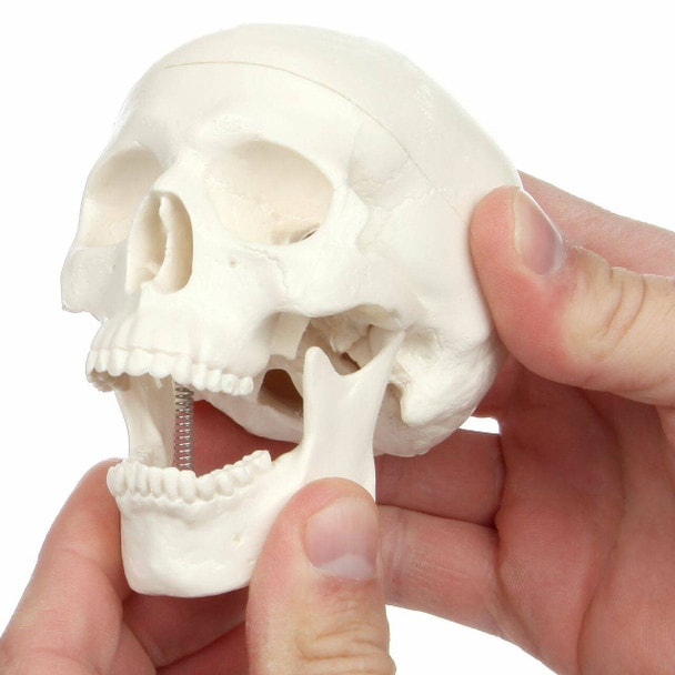 Axis Scientific 3-Part Miniature Human Skull Anatomy Model Close Up of a person's hand interacting with the jaw of the skull