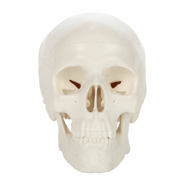 Axis Scientific 3-Part Miniature Human Skull Anatomy Model Front View