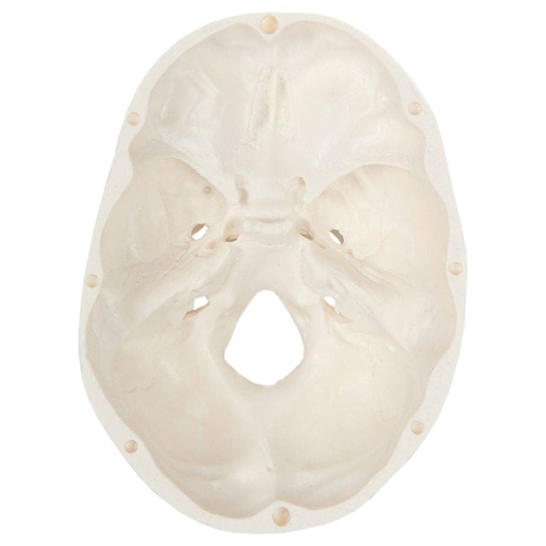 Axis Scientific 3-Part Miniature Human Skull Anatomy Model Bottom View