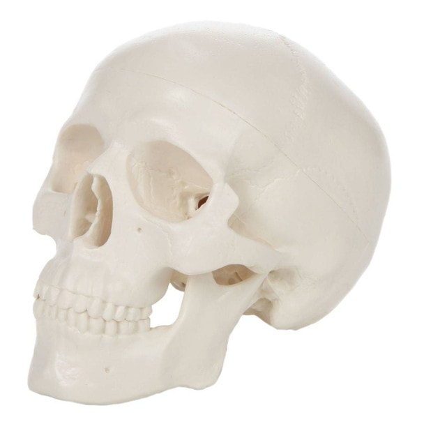 Axis Scientific 3-Part Miniature Human Skull Anatomy Model Overview